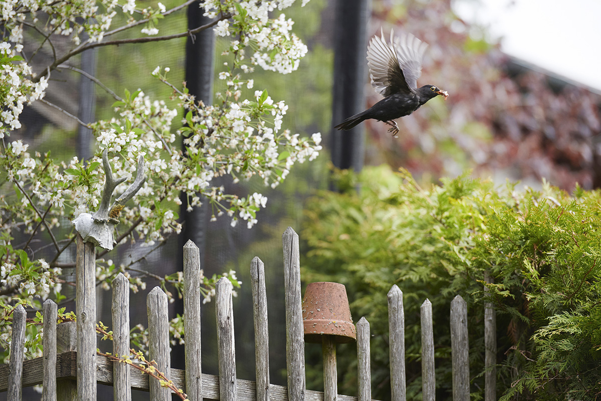 Gartenfotografie_007.jpg