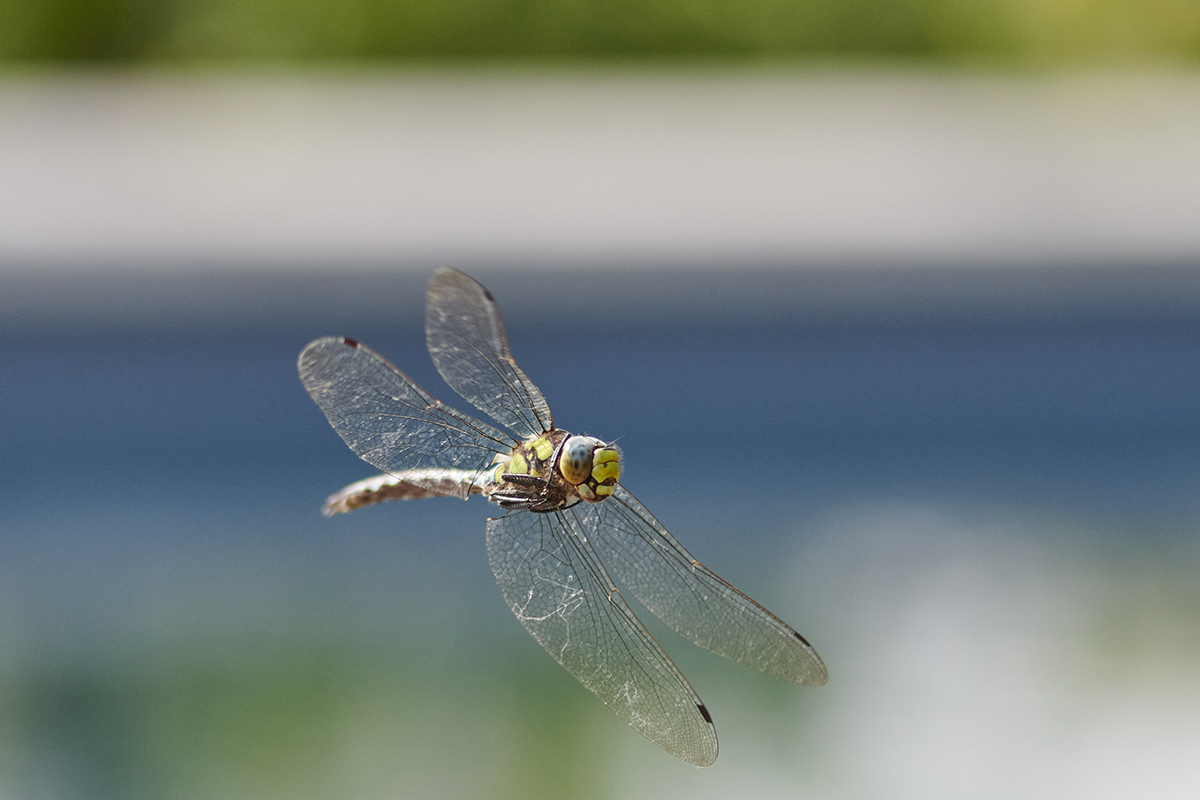 Gartenfotografie_032.jpg