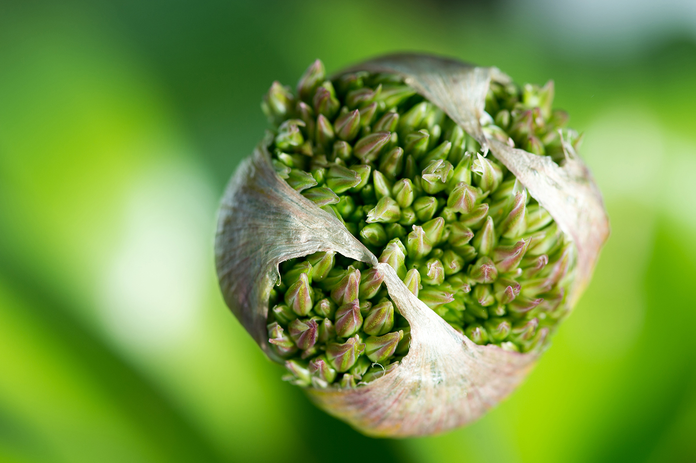 Gartenfotografie_035.jpg